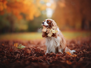 Cavalier King Charles spaniel, Leaf, autumn, Park