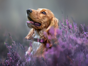 heathers, dog, Cocker Spaniel