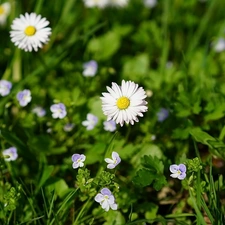 speedwell, Flowers, daisies