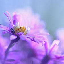 Aster, Colourfull Flowers, Spider, Violet