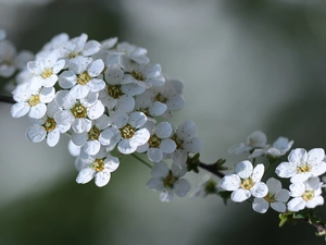 Spiraea, White, Flowers