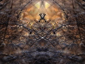 Twigs, symmetry, abstraction, Spiraea