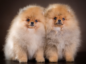 Miniature Spitz, Two cars, puppies