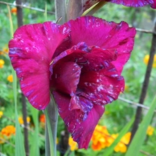 amaranth, Blue, spots, gladiolus