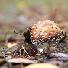 mushroom, White, Spots, toadstool