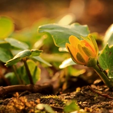 fig buttercup, Colourfull Flowers, Spring, Yellow