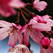 Spring, Flowers, cherry