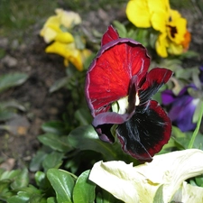 pansy, Colourfull Flowers, Spring