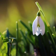 White, Snowdrop, Spring, Colourfull Flowers