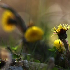 Common Coltsfoot, Flowers, Spring, Yellow