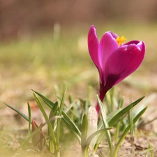 Spring, Pink, crocus