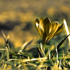 crocus, Spring