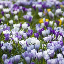 Spring, color, crocuses