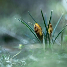 crocuses, Flowers, Spring, Yellow