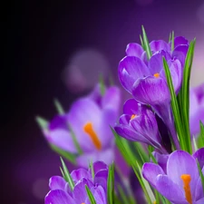 Spring, purple, crocuses