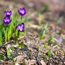 Spring, purple, crocuses