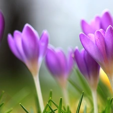 Spring, purple, crocuses