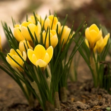 Spring, Yellow, crocuses