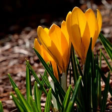 Spring, Yellow, crocuses