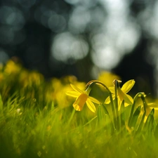 Daffodils, Spring