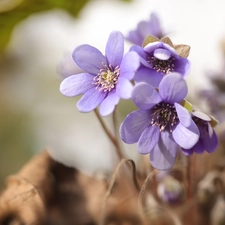 Spring, Liverworts, Flowers