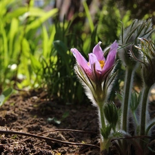 Spring, pasque, Flowers