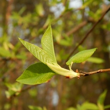 young, Leaf, Spring, green ones