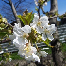 Spring, Flowers, kirsch