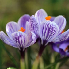 purple, Flowers, Spring, crocuses