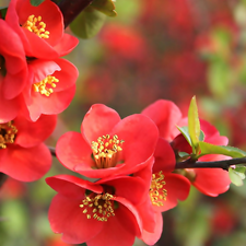 Red, trees, Spring, Flowers