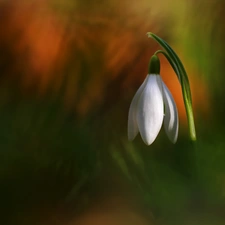 Snowdrop, Colourfull Flowers, Spring, White