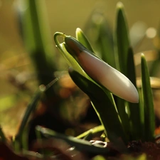 Snowdrop, Colourfull Flowers, Spring, White