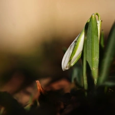 Snowdrop, Colourfull Flowers, Spring, White