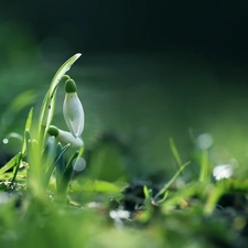 Snowdrop, Colourfull Flowers, Spring, White