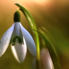 Snowdrop, Colourfull Flowers, Spring, White