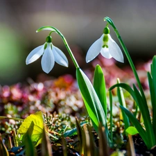 snowdrops, Spring