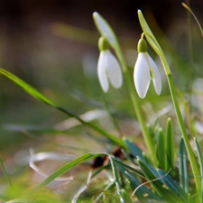 snowdrops, Spring