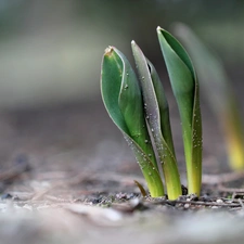 Spring, Leaf, Tulips