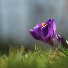 Violet, Colourfull Flowers, Spring, crocus