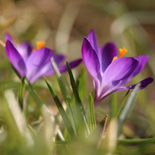 Violet, Colourfull Flowers, Spring, crocus