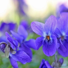 fragrant violets, Flowers, Spring, purple