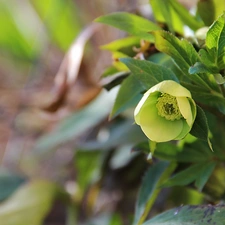 Yellow, Flowers, Spring, Anemones