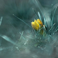 Yellow, Flowers, Spring, crocuses