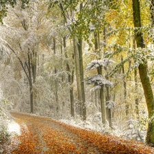 sprinkle, snow, Way, Leaf, forest