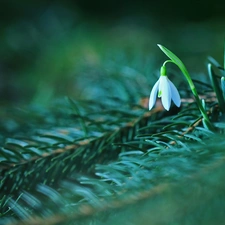 Snowdrop, Colourfull Flowers, spruce, White