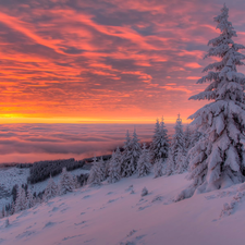 Snowy, snow, Fog, Spruces, winter, Mountains, Sunrise