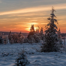 winter, Snowy, Spruces, Great Sunsets