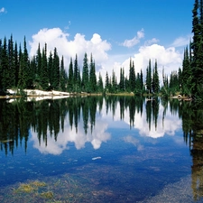 lake, Spruces