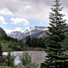 Spruces, lake, Mountains