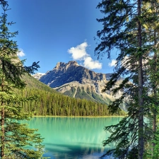 Mountains, lake, Spruces, forest